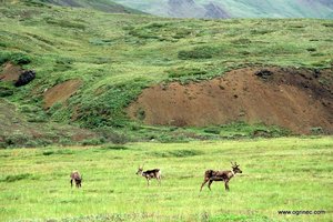 Aljaska in parki ZDA - 4259.jpg