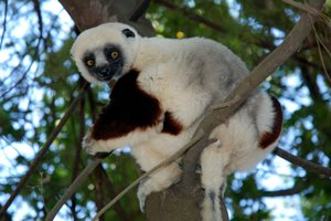 Madagaskar in obisk pri Pedru Opeki - 4281.JPG