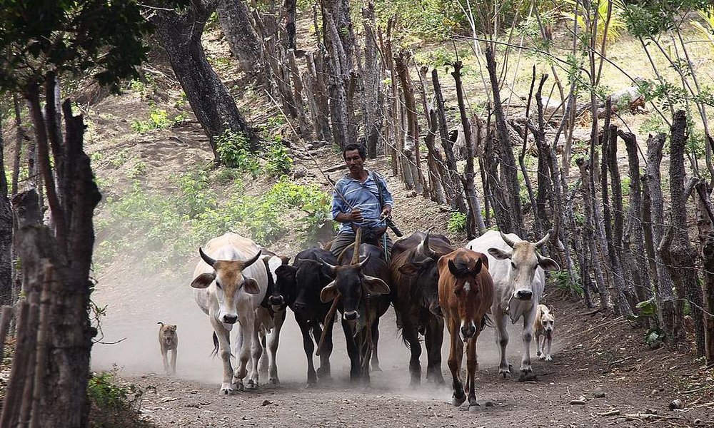 Farme in tipična scena z Ometepeja