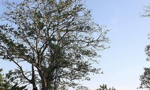 V lov na ptice, iguane, opice,...