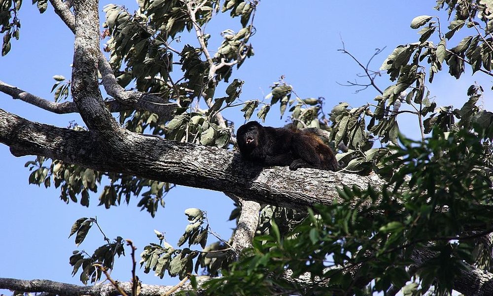 Kričače se sliši kilometre daleč