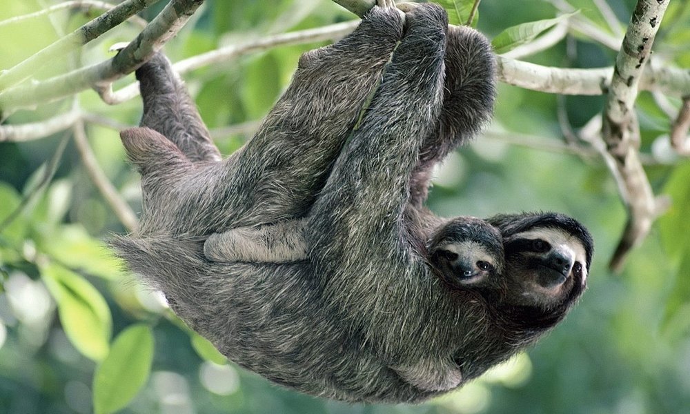 Lenivec, ena najbolj počasnih živali, kar jih je