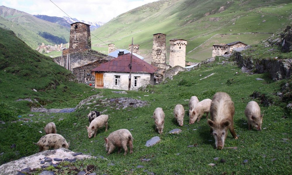 Stražni stolpi in kralj živali