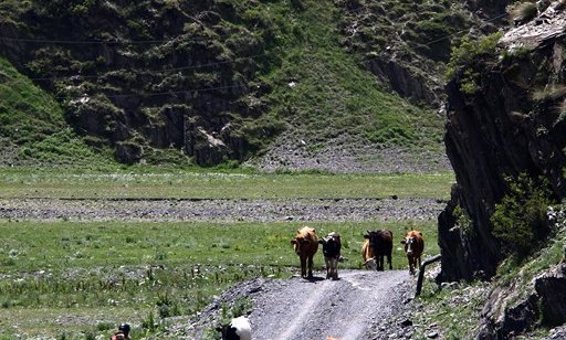 Trefik džem po gruzijsko