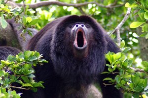 Opice tropskih pragozdov Nikaragve