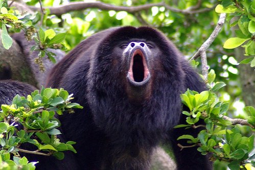 Opice tropskih pragozdov Nikaragve