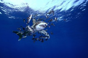 Podvodni svet v fotografiji - 4489.JPG