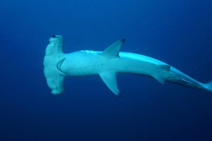 Podvodni svet v fotografiji - 4490.JPG