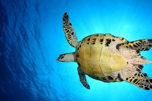 Podvodni svet v fotografiji - 4491.JPG