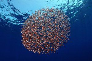 Podvodni svet v fotografiji - 4492.JPG