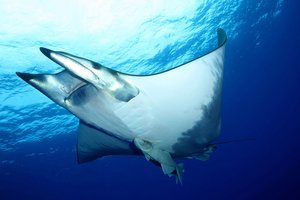 Podvodni svet v fotografiji - 4493.JPG