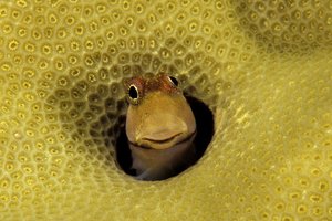 Podvodni svet v fotografiji - 4494.JPG