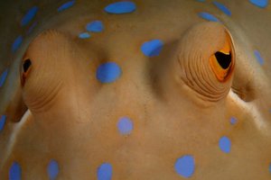 Podvodni svet v fotografiji - 4495.JPG