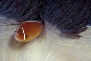 Podvodni svet v fotografiji - 4496.JPG