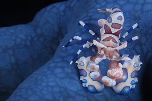 Podvodni svet v fotografiji - 4497.JPG