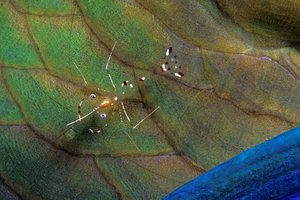 Podvodni svet v fotografiji - 4498.JPG