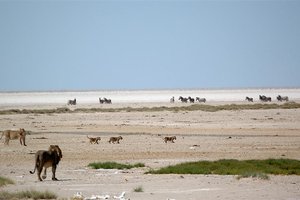 Jemen, Južna Amerika in Afrika - 4605.jpg