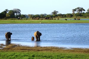 Šri Lanka - 4657.JPG