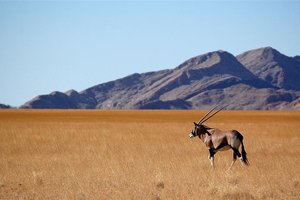 Filmska Afrika: Namibija, Bocvana in Zimbabve, z jeepi - 4676.jpg