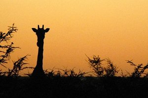 Filmska Afrika: Namibija, Bocvana in Zimbabve, z jeepi - 4681.jpg