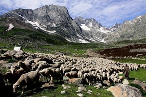 Indija XXL: Od Kašmirja do Orisse - 4748.JPG