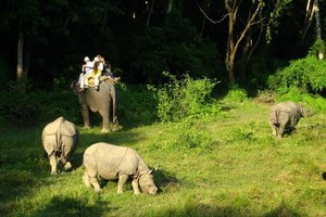 Nosorogi v parku Chitwan, Nepal