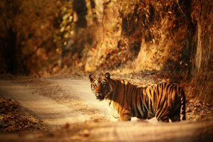 Nikaragva, Kostarika, Panama + Indija - 4962.JPG