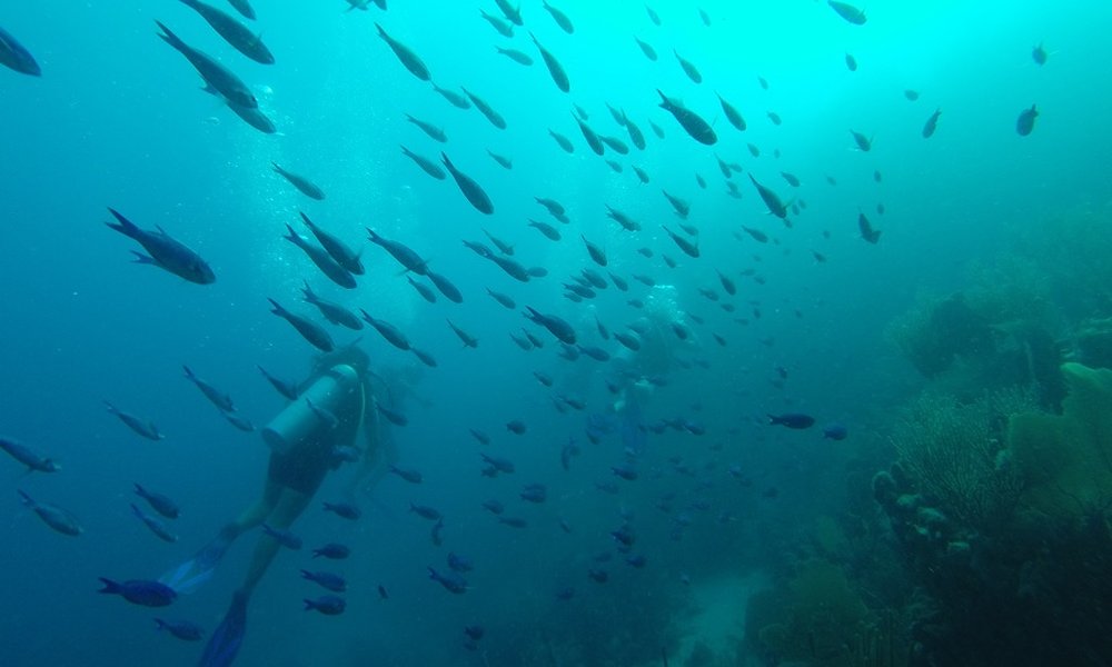 Potapljanje na Utili