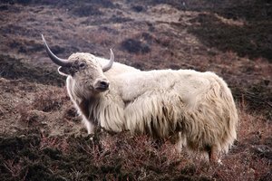 Nepal inTibet + Nikaragva, Kostarika in Panama - 5074.jpg