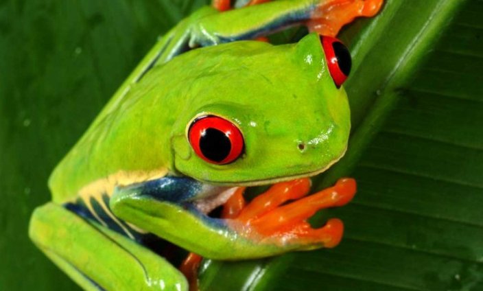 Strupene male žabice