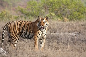 Indija, lov na tigre