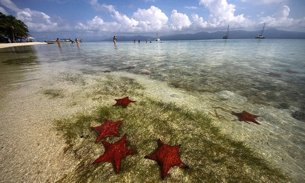 Morske zvezde z otoka Estrellas, San Blas