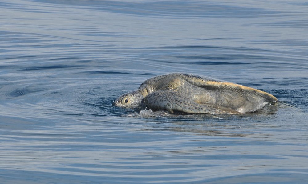 Želvice se izležejo, nekatere pa že plavajo...