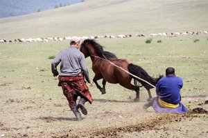 Aljaska in Mongolija - 5401.jpg