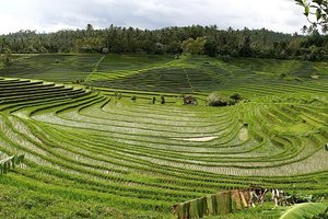 Indonezija, riževe terase na Baliju