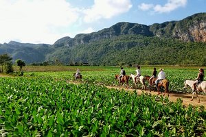 Kuba: jahanje konj med polji tobaka v Vinalesu