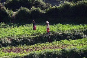 Maroko: polja trave v hribovju Rif, okoli Chefchouena