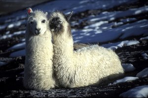 Aljaska in Južna Amerika - 5604.jpg