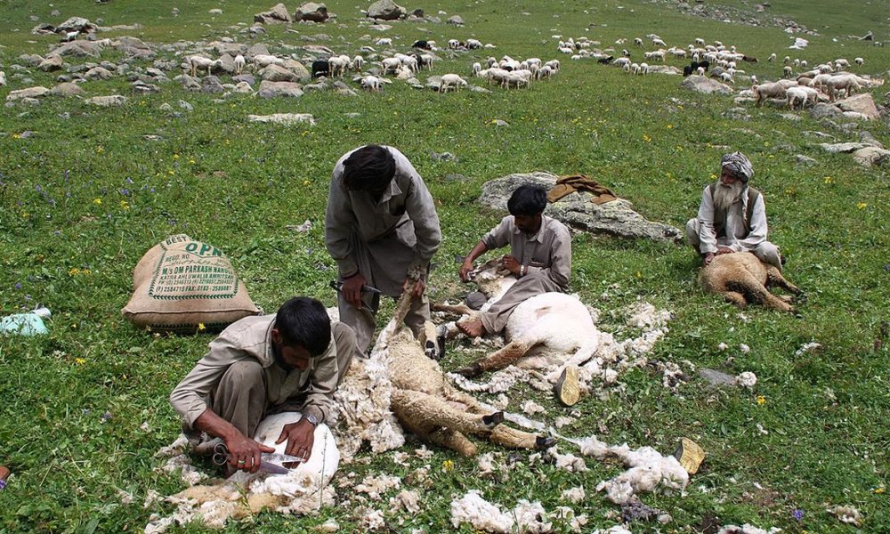 Ladak in Kašmir - 5615.jpg