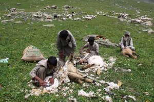 Ladak in Kašmir - 5615.jpg