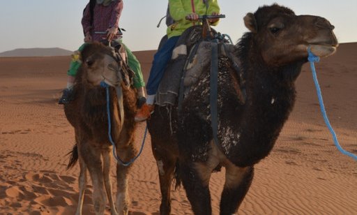 Mladi ShaPPci na kamelah