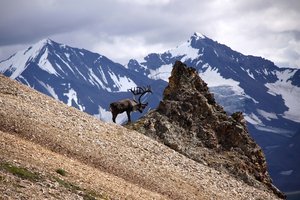 Aljaska in potovanja za študente - 5674.JPG