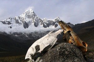 Peru, eden najlepših trekov, Cordillera Blanca