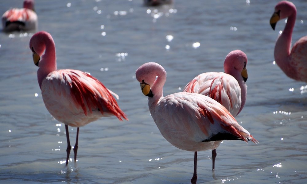 Plamenci na jezerih bolivijske planote