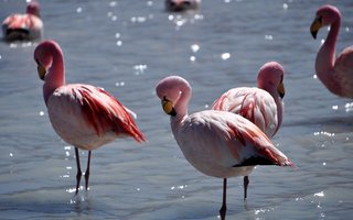 Plamenci na jezerih bolivijske planote