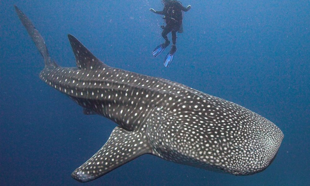 Plavanje z morskimi psi kitovci - eno najčustvenejših doživetij