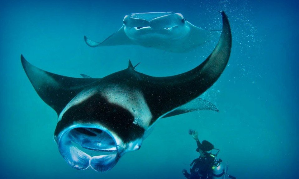 Pa plavanje z mantami