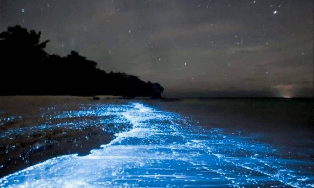 Igra svetlobe, morje polno planktona