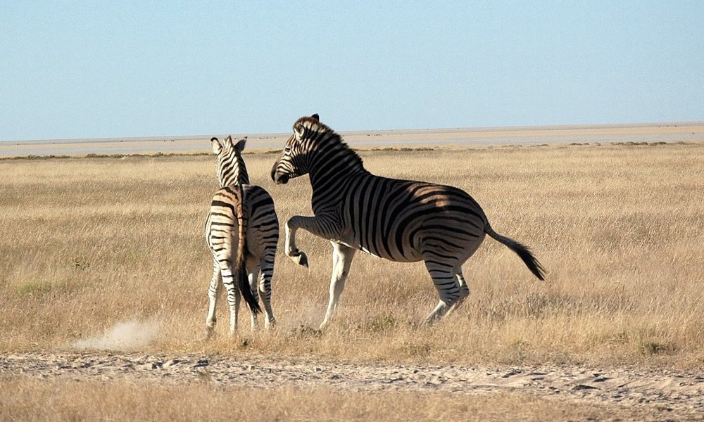 Safari in zebre