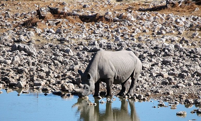Safari in nosorog ob napajališču pri kempu